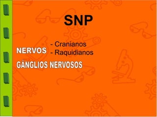 SNP
- Cranianos
- Raquidianos
 