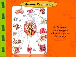 Nervos Cranianos




                 Partem do
                encéfalo para
              diferentes partes
                 da cabeça.
 