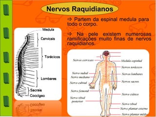 Nervos Raquidianos
      Partem da espinal medula para
     todo o corpo.
      Na pele existem numerosas
     ramificações muito finas de nervos
     raquidianos.
 