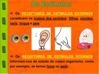  Os RECEPTORES DE ESTÍMULOS EXTERNOS,
constituem os órgãos dos sentidos: Olhos, ouvidos,
nariz, língua e pele.




 Os RECEPTORES DE ESTÍMULOS INTERNOS,
informam-nos do estado do nosso organismo, como
por exemplo, se temos fome ou sede.
 