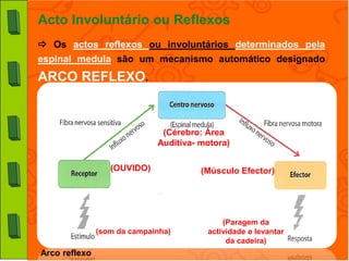 Acto Involuntário ou Reflexos
 Os actos reflexos ou involuntários determinados pela
espinal medula são um mecanismo automático designado
ARCO REFLEXO.



                              (Cérebro: Área
                             Auditiva- motora)

                  (OUVIDO)             (Músculo Efector)




                                            (Paragem da
               (som da campainha)       actividade e levantar
                                             da cadeira)
Arco reflexo
 