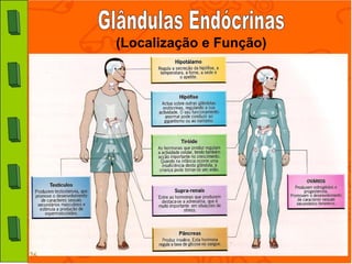 (Localização e Função)
 