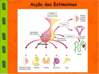 Acção das Estimulinas




   Estimulinas
 