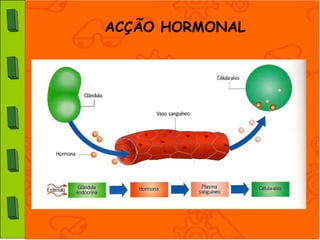 ACÇÃO HORMONAL
 