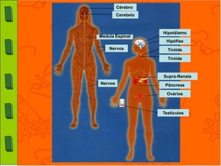 Cérebro
         Cerebelo



                    Hipotálamo
Medula Espinal
                     Hipófise
    Nervos            Tiróide

                      Tiróide



                    Supra-Renais
Nervos               Pâncreas

                     Ovários



                    Testículos
 