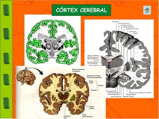 CÓRTEX CEREBRAL
 