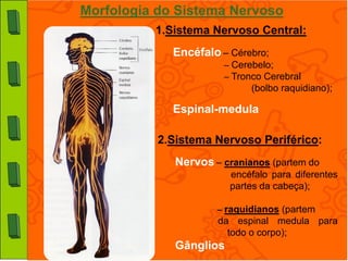 Morfologia do Sistema Nervoso
          1.Sistema Nervoso Central:
             Encéfalo – Cérebro;
                       – Cerebelo;
                       – Tronco Cerebral
                             (bolbo raquidiano);

             Espinal-medula

           2.Sistema Nervoso Periférico:
              Nervos – cranianos (partem do
                         encéfalo para diferentes
                         partes da cabeça);

                      – raquidianos (partem
                      da espinal medula para
                        todo o corpo);
              Gânglios
 