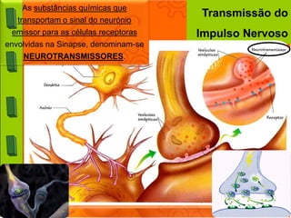 TIPOS DE NEURÓNIOS
              ( Conforme a sua Função)

Neurónios Motores – Processam a informação
conduzindo o impulso...