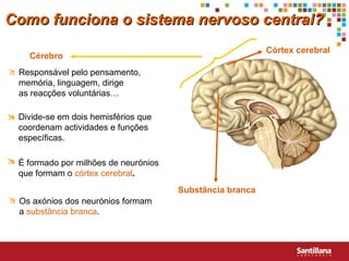 Cérebro Substância branca Córtex cerebral Como funciona o sistema nervoso central? Responsável pelo pensamento, memória, linguagem, dirige  as reacções voluntárias…  Divide-se em dois hemisférios que coordenam actividades e funções específicas.   É formado por milhões de neurónios que formam o  córtex cerebral .  Os axónios dos neurónios formam a  substância branca .  