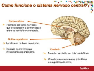 Bolbo raquidiano Corpo caloso Como funciona o sistema nervoso central? Cerebelo Localiza-se na base do cérebro.   Controla os movimentos   involuntários do organismo.  Formado por fibras nervosas  que estabelecem a comunicação entre os hemisférios cerebrais.   Também se divide em dois hemisférios. Coordena os movimentos voluntários e o equilíbrio do corpo.  
