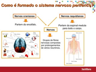 Como é formado o sistema nervoso periférico? Nervos cranianos Nervos raquidianos Partem do encéfalo. Partem da espinal medula para todo o corpo. Nervos Grupos de fibras nervosas compostas por prolongamentos de vários neurónios. 