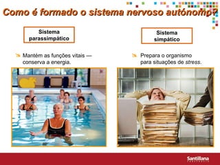 Sistema simpático Sistema parassimpático Como é formado o sistema nervoso autónomo? Prepara o organismo   para situações de  stress .  Mantém as funções vitais — conserva a energia.  