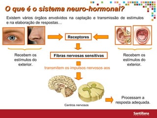 Existem vários órgãos envolvidos na captação e transmissão de estímulos  e na elaboração de respostas… Receptores Recebem os estímulos do exterior. Fibras nervosas sensitivas Centros nervosos Processam a resposta adequada. O que é o sistema neuro-hormonal? Recebem os estímulos do exterior. transmitem os impulsos nervosos aos 