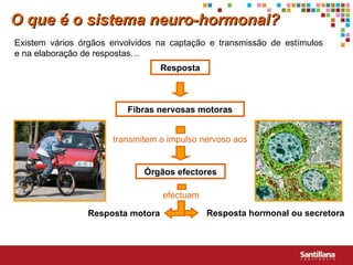 Existem vários órgãos envolvidos na captação e transmissão de estímulos  e na elaboração de respostas… Resposta Fibras nervosas motoras Órgãos efectores Resposta motora Resposta hormonal ou secretora O que é o sistema neuro-hormonal? transmitem o impulso nervoso aos efectuam 