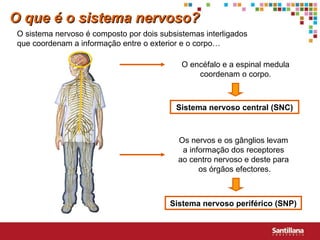 O que é o sistema nervoso? O sistema nervoso é composto por dois subsistemas interligados que coordenam a informação entre o exterior e o corpo… O encéfalo e a espinal medula coordenam o corpo. Os nervos e os gânglios levam  a informação dos receptores  ao centro nervoso e deste para  os órgãos efectores. Sistema nervoso central (SNC) Sistema nervoso periférico (SNP) 