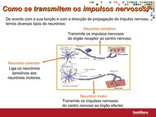 De acordo com a sua função e com a direcção de propagação do impulso nervoso, temos diversos tipos de neurónios: Neurónio sensitivo Neurónio conector Neurónio motor Transmite os impulsos nervosos  do órgão receptor ao centro nervoso. Liga os neurónios sensitivos aos neurónios motores. Transmite os impulsos nervosos  do centro nervoso ao órgão efector. Como se transmitem os impulsos nervosos? 