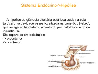Sistema Endócrino->Hipófise


   A hipófise ou glândula pituitária está localizada na cela
túrcica(uma cavidade óssea localizada na base do cérebro),
que se liga ao hipotálamo através do pedículo hipofisário ou
infundíbulo.
Ela separa-se em dois lados:
-> o posterior
-> o anterior
 