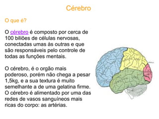 Cérebro
O que é?

O cérebro é composto por cerca de
100 biliões de células nervosas,
conectadas umas às outras e que
são responsáveis pelo controle de
todas as funções mentais.

O cérebro, é o orgão mais
poderoso, porém não chega a pesar
1,5kg, e a sua textura é muito
semelhante a de uma gelatina firme.
O cérebro é alimentado por uma das
redes de vasos sanguíneos mais
ricas do corpo: as artérias.
 