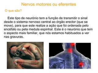 Nervos motores ou eferentes
O que são?

  Este tipo de neurónio tem a função de transmitir o sinal
desde o sistema nervoso central ao órgão erector (que se
move), para que este realize a ação que foi ordenada pelo
encéfalo ou pela medula espinhal. Este é o neurónio que tem
o aspecto mais familiar, que nós estamos habituados a ver
nas gravuras.
 