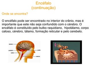 Encéfalo
                     (continuação)
Onde se encontra?

O encéfalo pode ser encontrado no interior do crânio, mas é
importante que este não seja confundido com o cérebro. O
encéfalo é constituído pelo bulbo raquidiano, hipotálamo, corpo
caloso, cérebro, tálamo, formação reticular e pelo cerebelo.
 
