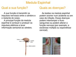 Medula Espinhal
Qual a sua função?                    Quais as doenças?
   A sua função é transmitir os         As lesões na medula espinhal
impulsos nervosos entre o cérebro e   podem ocorrer num acidente ou em
o restante do corpo.                  caso de infeção. Essas doenças
   A principal função da medula       podem interromper o fluxo
espinhal é conduzir e produzir os     sanguíneo ou podem alterar a
impulsos elétricos e levar            função nervosa (por exemplo: a
informação sensorial ao cérebro.      esclerose múltipla ou espondilose
                                      cervical).
 