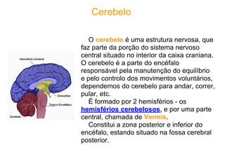 Cerebelo

   O cerebelo é uma estrutura nervosa, que
faz parte da porção do sistema nervoso
central situado no interior da caixa craniana.
O cerebelo é a parte do encéfalo
responsável pela manutenção do equilíbrio
e pelo controlo dos movimentos voluntários,
dependemos do cerebelo para andar, correr,
pular, etc.
   É formado por 2 hemisférios - os
hemisférios cerebelosos, e por uma parte
central, chamada de Vermis.
   Constitui a zona posterior e inferior do
encéfalo, estando situado na fossa cerebral
posterior.
 