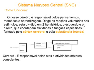 Sistema Nervoso Central (SNC)
 Como funciona?

   O nosso cérebro é responsável pelos pensamentos,
memórias e aprendizagem. Dirige as reações voluntárias aos
estímulos, está dividido em 2 hemisférios, o esquerdo e o
direito, que coordenam atividades e funções específicas. É
formado pelo córtex cerebral e pela substância branca.




Cerebro - É responsável pelos atos e atividades motoras
conscientes.
 