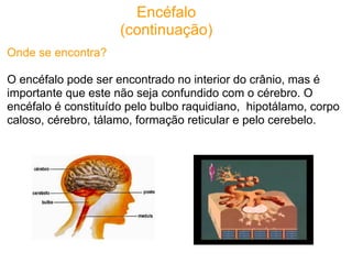 Encéfalo
                     (continuação)
Onde se encontra?

O encéfalo pode ser encontrado no interior do crânio, mas é...