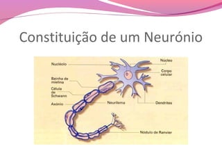 Constituição de um Neurónio
 