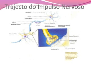 Trajecto do Impulso Nervoso
 