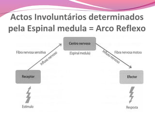 Actos Involuntários determinados
pela Espinal medula = Arco Reflexo
 