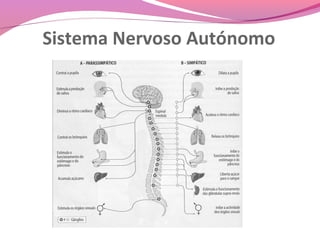 Sistema Nervoso Autónomo
 