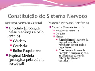 Constituição do Sistema Nervoso
Sistema Nervoso Central   Sistema Nervoso Periférico
Encéfalo (protegida      Sistema Nervoso Somático
                             Receptores Sensoriais
 pelas meninges e pelo       Gânglios
 crânio)                     Nervos

  Cérebro                     Raquidianos - partem da
                                espinal medula e
  Cerebelo                     ramificam-se por todo o
                                organismo.
  Bolbo Raquidiano            Cranianos - Partem do
                                encéfalo e dirigem-se para
Espinal Medula                 as diferentes partes da
                                cabeça (órgãos dos
 (protegida pela coluna         sentidos)
 vertebral)
 