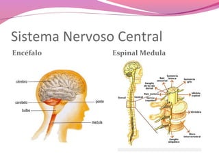 Sistema Nervoso Central
Encéfalo       Espinal Medula
 