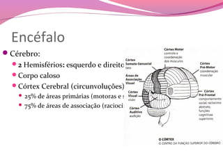 Encéfalo
Cérebro:
  2 Hemisférios: esquerdo e direito
  Corpo caloso
  Córtex Cerebral (circunvoluções)
     25% de áreas primárias (motoras e sensitivas)
     75% de áreas de associação (raciocínio e imaginação)
 