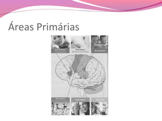 Áreas Primárias
 