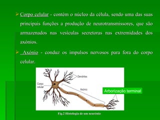 Corpo celular  - contém o núcleo da célula, sendo uma das suas principais funções a produção de neurotransmissores, que são armazenados nas vesículas secretoras nas extremidades dos axónios. Axónio  - conduz os impulsos nervosos para fora do corpo celular. Fig.2 Histologia de um neurónio Arborização terminal 