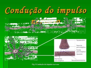 Condução do impulso nervoso Fig.3 Condução do impulso nervoso 
