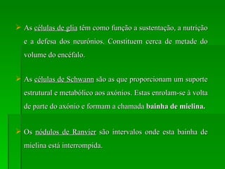 As  células de glia  têm como função a sustentação, a nutrição e a defesa dos neurónios. Constituem cerca de metade do volume do encéfalo. As  células de Schwann  são as que proporcionam um suporte estrutural e metabólico aos axónios. Estas enrolam-se à volta de parte do axónio e formam a chamada  bainha de mielina. Os  nódulos de Ranvier  são intervalos onde esta bainha de mielina está interrompida.   