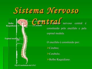 O sistema nervoso central é constituído pelo encéfalo e pela espinal medula.  O encéfalo é constituído por: Cérebro; Cerebelo; Bolbo Raquidiano. Sistema Nervoso Central Bolbo  Raquidiano Cérebro Cerebelo Fig.4 Constituição do S.N.C Espinal medula 
