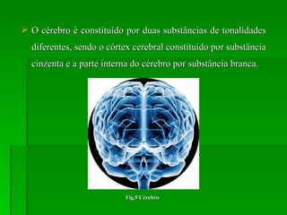 O cérebro é constituído por duas substâncias de tonalidades diferentes, sendo o córtex cerebral constituído por substância cinzenta e a parte interna do cérebro por substância branca. Fig.5 Cérebro 