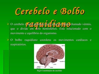 O cerebelo é uma estrutura oval com um sulco chamado vérmis, que o divide em dois hemisférios. Está relacionado com o movimento e equilíbrio do organismo.  O bolbo raquidiano coordena os movimentos cardíacos e respiratórios.  Cerebelo e Bolbo raquidiano   Fig.6 Constituição do encéfalo 