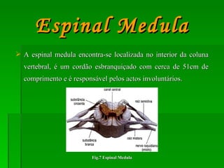 A espinal medula encontra-se localizada no interior da coluna vertebral, é um cordão esbranquiçado com cerca de 51cm de comprimento e é responsável pelos actos involuntários. Espinal Medula Fig.7 Espinal Medula 