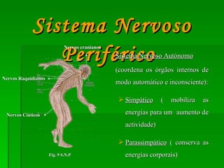 Sistema Nervoso Periférico   Sistema Nervoso Autónomo (coordena os órgãos internos de modo automático e inconsciente): Simpático  ( mobiliza as energias para um  aumento de actividade) Parassimpático  ( conserva as energias corporais) Nervos Raquidianos Nervos Ciáticos Fig. 9 S.N.P Nervos cranianos 