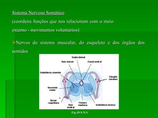 Sistema Nervoso Somático   (coordena funções que nos relacionam com o meio  externo - movimentos voluntários): Nervos do sistema muscular, do esqueleto e dos órgãos dos sentidos Fig.10 S.N.S 