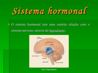 O sistema hormonal tem uma estreita relação com o sistema nervoso, através do  hipotálamo . Sistema hormonal Fig.11 Hipotálamo 