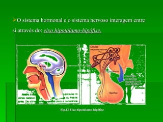 O sistema hormonal e o sistema nervoso interagem entre si através do:  eixo hipotálamo-hipófise. Fig.12 Eixo hipotálamo-hipófise 