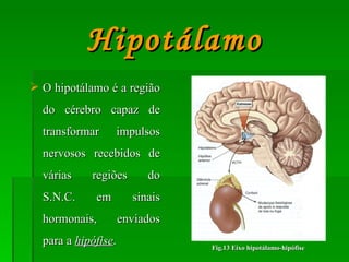 O hipotálamo é a região do cérebro capaz de transformar impulsos nervosos recebidos de várias regiões do S.N.C. em sinais hormonais, enviados para a  hipófise . Hipotálamo Fig.13 Eixo hipotálamo-hipófise 