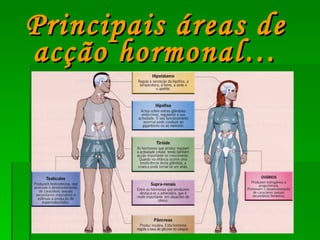Principais áreas de acção hormonal… 