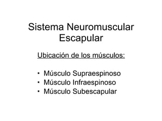 Sistema Neuromuscular Escapular ,[object Object],[object Object],[object Object],[object Object]